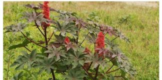 ULJE DOBIJENO OD OVE BILJKE SLUŽI KAO LIJEK ZA ČAK 23 BOLESTI: Alergije nestaju kao odmahnute…