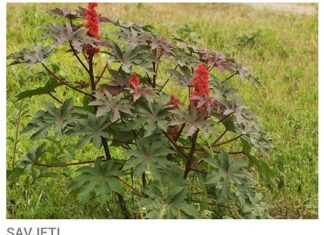 ULJE DOBIJENO OD OVE BILJKE SLUŽI KAO LIJEK ZA ČAK 23 BOLESTI: Alergije nestaju kao odmahnute…