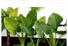 Gotovo svako kućanstvo uzgaja Adama: brzorastuću biljku, a kada u domu “zavrišti”, uslijedit će određene posljedice.