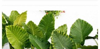 Gotovo svako kućanstvo uzgaja Adama: brzorastuću biljku, a kada u domu “zavrišti”, uslijedit će određene posljedice.