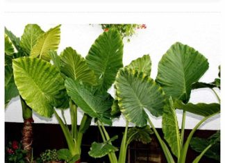 Gotovo svako kućanstvo uzgaja Adama: brzorastuću biljku, a kada u domu “zavrišti”, uslijedit će određene posljedice.