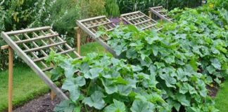 Evo 9 rešetki za krastavce i ideja za podršku koje će vam pomoći da izvučete maksimum iz svog usjeva.
