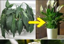 Stavite žlicu na bilo koju sobnu biljku: OVO JE ISHOD.