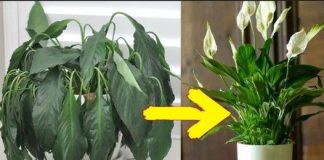 Stavite žlicu na bilo koju sobnu biljku: OVO JE ISHOD.