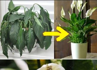 Stavite žlicu na bilo koju sobnu biljku: OVO JE ISHOD.