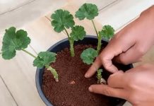 Kultivator posjeduje jedinstvenu tehniku koja osigurava uspješno ukorjenjivanje dragog kamenja; kao rezultat ove metode, mogu se dobiti robusne biljke bez ikakvih troškova.