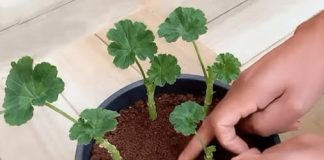 Kultivator posjeduje jedinstvenu tehniku koja osigurava uspješno ukorjenjivanje dragog kamenja; kao rezultat ove metode, mogu se dobiti robusne biljke bez ikakvih troškova.