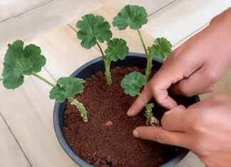 Kultivator posjeduje jedinstvenu tehniku koja osigurava uspješno ukorjenjivanje dragog kamenja; kao rezultat ove metode, mogu se dobiti robusne biljke bez ikakvih troškova.