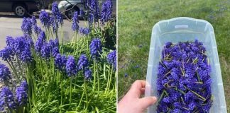 Nježni cvjetovi, značajne prednosti: skrivena snaga zumbula