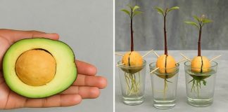 Super hrana Uz ovih 6 koraka za uzgoj avokada iz sjemenke, on će sigurno uhvatiti korijenje.
