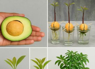 Super hrana Uz ovih 6 koraka za uzgoj avokada iz sjemenke, on će sigurno uhvatiti korijenje.