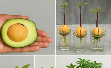 Super hrana Uz ovih 6 koraka za uzgoj avokada iz sjemenke, on će sigurno uhvatiti korijenje.