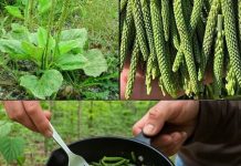 Suzdržite se od gaženja na ovaj korov; smatra se ‘blagom’ unutar vrta.