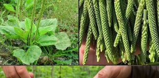 Suzdržite se od gaženja na ovaj korov; smatra se ‘blagom’ unutar vrta.