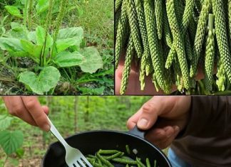 Suzdržite se od gaženja na ovaj korov; smatra se ‘blagom’ unutar vrta.