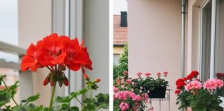 Kako bi geranijum bio bogat cvjetovima, bitno ga je zalijevati na sljedeći način, čime se potiče kontinuirano i bogato cvjetanje.