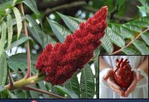 Sumac je upečatljiv crveni začin koji se obično koristi u mediteranskoj i bliskoistočnoj kulinarskoj tradiciji.