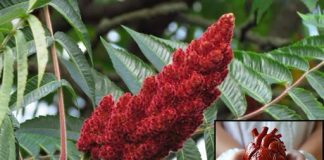 Sumac je upečatljiv crveni začin koji se obično koristi u mediteranskoj i bliskoistočnoj kulinarskoj tradiciji.