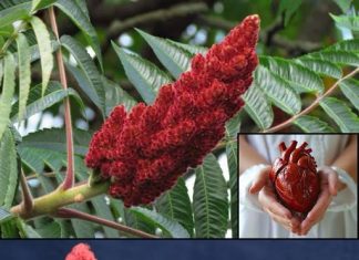 Sumac je upečatljiv crveni začin koji se obično koristi u mediteranskoj i bliskoistočnoj kulinarskoj tradiciji.