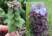 Ljubičasta mrtva kopriva: Saveznik protiv tromboze, loše cirkulacije i još mnogo toga!