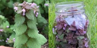 Ljubičasta mrtva kopriva: Saveznik protiv tromboze, loše cirkulacije i još mnogo toga!