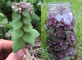 Ljubičasta mrtva kopriva: Saveznik protiv tromboze, loše cirkulacije i još mnogo toga!