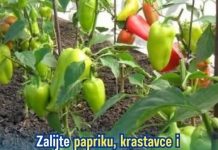 Primjenom ove otopine na paprici, krastavcu i rajčici znatno ćete povećati njihovu rodnost: služi kao izuzetan prirodni dodatak prehrani.