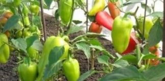 Primjenom ove otopine na paprici, krastavcu i rajčici znatno ćete povećati njihovu rodnost: služi kao izuzetan prirodni dodatak prehrani.