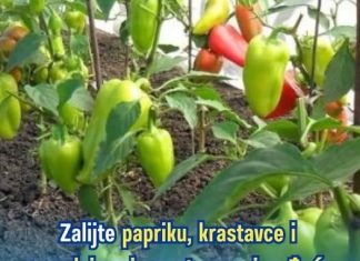 Primjenom ove otopine na paprici, krastavcu i rajčici znatno ćete povećati njihovu rodnost: služi kao izuzetan prirodni dodatak prehrani.