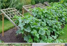 Ovdje je predstavljeno devet inovativnih koncepata za rešetke i potpore za krastavce koji su dizajnirani da optimiziraju vaš prinos.