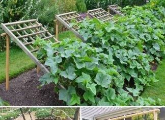 Ovdje je predstavljeno devet inovativnih koncepata za rešetke i potpore za krastavce koji su dizajnirani da optimiziraju vaš prinos.