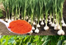 PRIMJENA U VRTU: Ovo je glavni razlog mog značajnog godišnjeg uroda češnjaka, luka, krastavaca i rajčice.