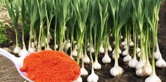 PRIMJENA U VRTU: Ovo je glavni razlog mog značajnog godišnjeg uroda češnjaka, luka, krastavaca i rajčice.