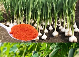 PRIMJENA U VRTU: Ovo je glavni razlog mog značajnog godišnjeg uroda češnjaka, luka, krastavaca i rajčice.