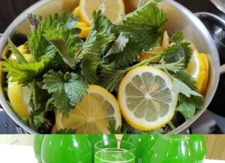 RECEPT ZA SIRUP OD KOPRIVE: SVI KOJI SU GA PROBALI MOŽE SE DA ZAPIŠE RECEPT, JER JE ZAISTA IZNIMAN!