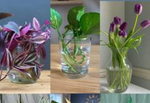 Najprikladnije sobne biljke za uzgoj u vodi.
