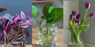 Najprikladnije sobne biljke za uzgoj u vodi.