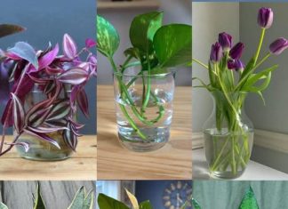 Najprikladnije sobne biljke za uzgoj u vodi.