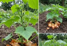 Prirodno gnojivo od ljuske luka – optimalan izvor hranjivih tvari za sve biljke