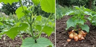 Prirodno gnojivo od ljuske luka – optimalan izvor hranjivih tvari za sve biljke