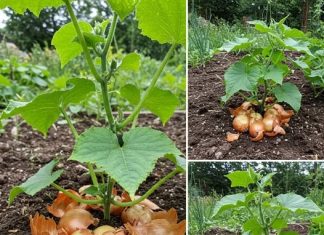 Prirodno gnojivo od ljuske luka – optimalan izvor hranjivih tvari za sve biljke