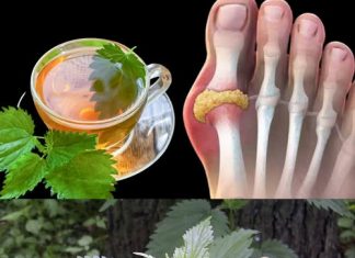 Čaj od koprive: organski lijek za smanjenje viška mokraćne kiseline – otkrijte način pripreme!