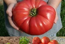 Odlučila je otkriti svoju tajnu: pridržavajući se ovih uputa, rajčice će u vašem vrtu bujno cvjetati i imati izniman okus.