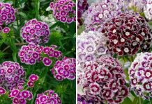 Svako kućanstvo u Jugoslaviji nekada je imalo ovaj cvijet u svojim vrtovima, ali je od tada izblijedio iz sjećanja – ne postoji otpornija biljka od ove.