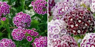 Svako kućanstvo u Jugoslaviji nekada je imalo ovaj cvijet u svojim vrtovima, ali je od tada izblijedio iz sjećanja – ne postoji otpornija biljka od ove.