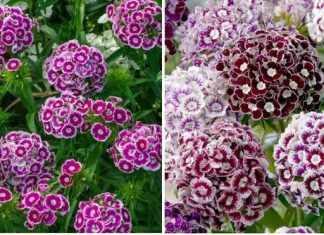 Svako kućanstvo u Jugoslaviji nekada je imalo ovaj cvijet u svojim vrtovima, ali je od tada izblijedio iz sjećanja – ne postoji otpornija biljka od ove.