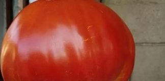 DIJETA S RAJČICAMA POBILA JE VELIKU FASCINACIJU: Priča se da se u samo SEDAM DANA može skinuti 10 kilograma, a potencijalni gubitak težine u TRI DANA ostaje intrigantna misterija.