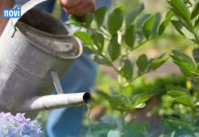 Za vrućeg vremena postoji određeno vrijeme koje je poželjno za zalijevanje cvijeća – bilo ujutro ili navečer. Samo jedna od ovih opcija je ispravan izbor.