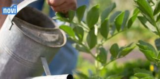 Za vrućeg vremena postoji određeno vrijeme koje je poželjno za zalijevanje cvijeća – bilo ujutro ili navečer. Samo jedna od ovih opcija je ispravan izbor.