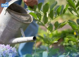 Za vrućeg vremena postoji određeno vrijeme koje je poželjno za zalijevanje cvijeća – bilo ujutro ili navečer. Samo jedna od ovih opcija je ispravan izbor.